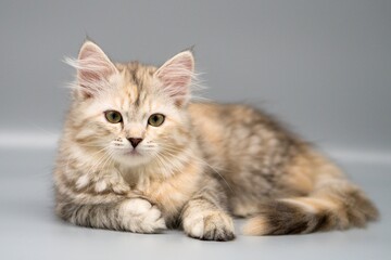 Fototapeta na wymiar Siberian cat on gray backgrounds