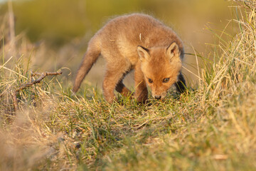 Red fox cub in springtime in nature.