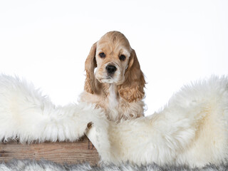 American cocker spaniel puppy dog in a studio. 10 weeks old puppy portrait isolated on white.