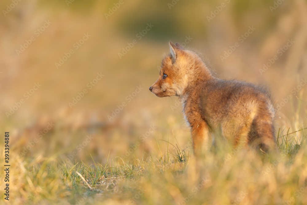 Wall mural red fox cub in springtime in nature.