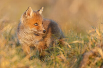 Red fox cub in springtime in nature.