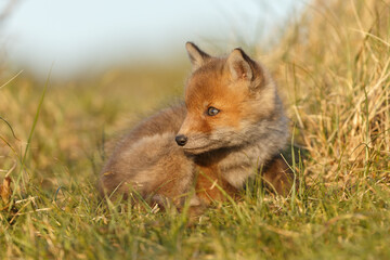 Obraz premium Red fox cub in springtime in nature.