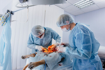 In a modern veterinary clinic, an operation is performed to save the life of a large dog. Surgery...