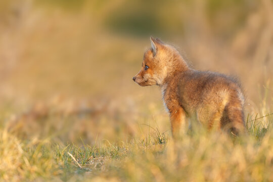 Red fox cub in springtime in nature.
