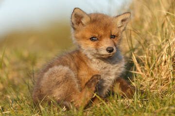 Red fox cub in springtime in nature.