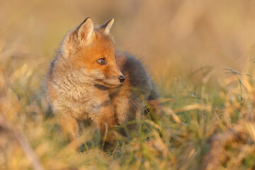 Red fox cub in springtime in nature.