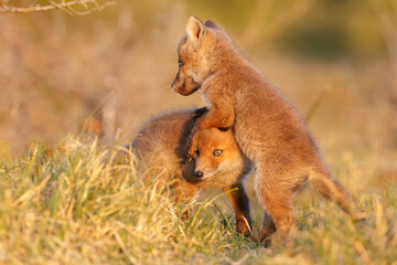 Red fox cub in springtime in nature.