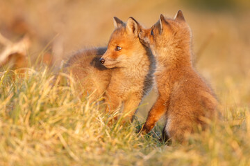 Red fox cub in springtime in nature.