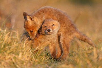 Red fox cub in springtime in nature.