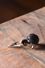 Crow Skull