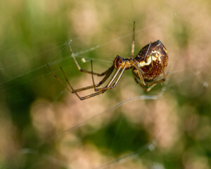 Herbstspinne
