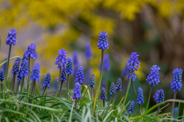 Muscari armeniacum cultivated spring grape hyacinth flowers in bloom, bunch of dark blue flowering plants