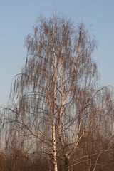 drooping birch