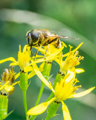 Makrofotografie von Insekten und Spinnen