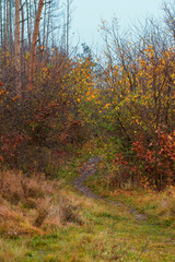 Footpath in the grass in the meadow. There are colorful autumn bushes on the sides of the road.