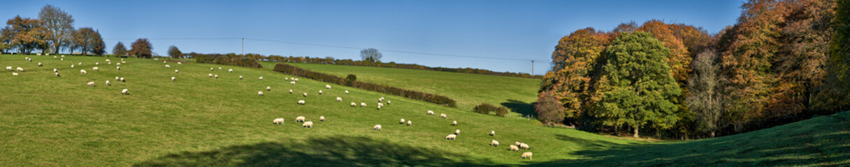Fototapeta premium Sheep in field
