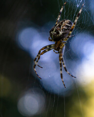 Makrofotografie von Insekten und Spinnen
