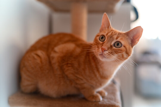retrato de un gato atigrado de color marrón con ojos verdes