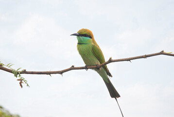 Green Bee Eater sitting on a branch