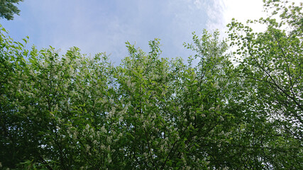 Uroki wiosny. © WalDec