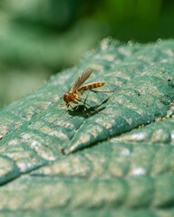 Makrofotografie von Insekten