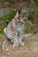 Naklejka premium Ryś w zielonym lesie z pniem drzewa. Scena z życia dzikiej przyrody. Gra rysia euroazjatyckiego, zachowanie zwierząt w środowisku naturalnym. Dziki kot z Niemiec. Dziki ryś między drzewami