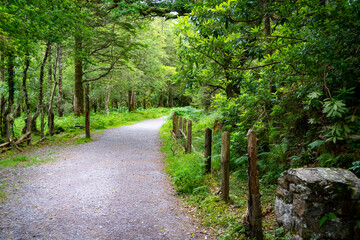Forest with moody lights and colors. A path leads through the park, damaged wooden fence on the...