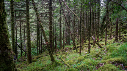 Fototapeta premium Panoramic view of the Irish countryside with trees, green vegetation, hills and mountains and hills, cloudy day in Ireland 