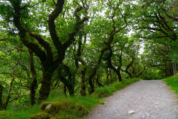 Walkway Lane Path With Green Trees in Forest. Beautiful Alley, road In Park.