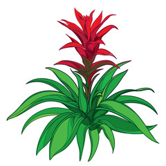 Bush of outline tropical Guzmania or tufted air plant with red flower and green leaf isolated on white background.
