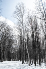 snow covered trees casting shadows align trail 