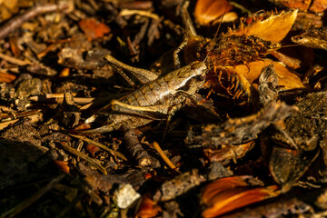 Makrofotografie von Insekten
