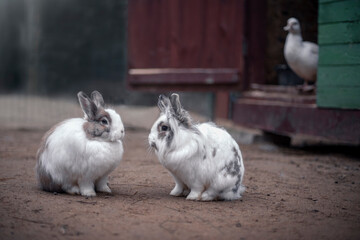 conversation of a pair of white rabbits