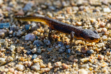 Obraz na płótnie Canvas kleine Eidechse, Salamander