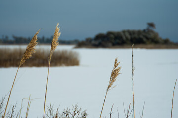 Phragmites with snow covered marsh in background