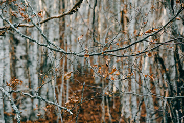 shoot of branch in birch forest