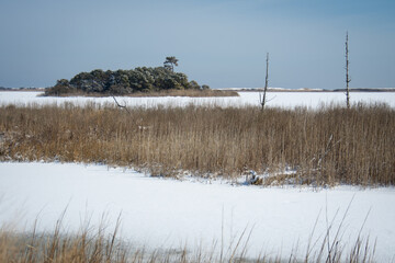 frozen marsh in snow cover landscape