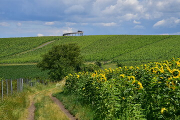 Fototapeta na wymiar South Moravia Blue Mountains trail over the vineyards