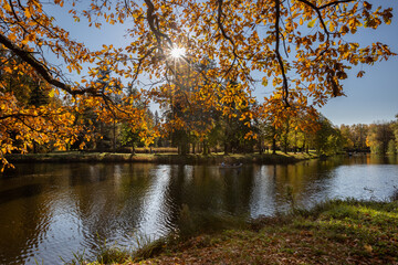 Fototapeta premium The sun shines through the branches of the oak. Golden autumn in Pavlovsk.
