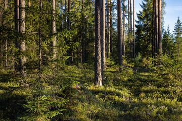 Obraz premium The pine forest is lit up with warm spring light.
