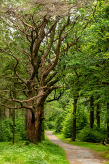 Walkway Lane Path With Green Trees in Forest. Beautiful Alley, road In Park.
