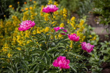 A purple peony bush growing in the garden.