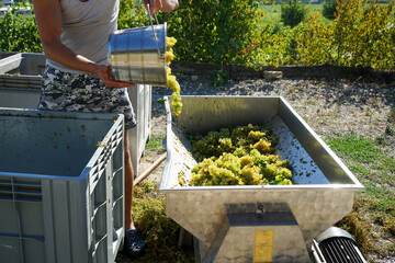 equipment for squeezing juice from grapes in the wine production process