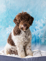 Lagotto romagnolo puppy dog portrait, image taken in a studio. christmas background..