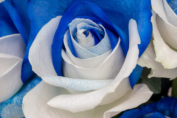 Rosa bicolor azul y blanco