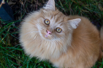 Red cat going for a adventure outside