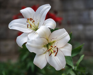white Lily aliner la hybrid variety close-up.