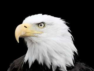 Foto op Plexiglas american bald eagle © George