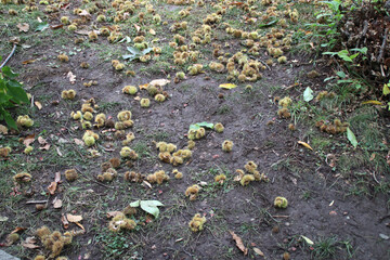 Die Früchte einer Esskastanie