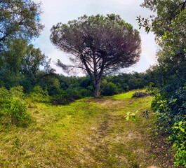 Uphill path in a uncultivated forest with big domestic pine tree and  Mediterranean bush colored by beautiful gradient yellow and green colors